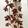 Cymbidium Cali Night GeyserlandL